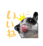 bob-furi-gan-mu（個別スタンプ：12）