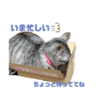 我が家の優ちゃん♡（個別スタンプ：12）
