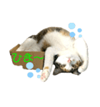 ☆ニコミー日記2☆（個別スタンプ：2）