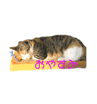 ☆ニコミー日記2☆（個別スタンプ：6）