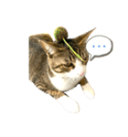☆ニコミー日記2☆（個別スタンプ：12）