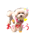 うちのワンニャンパラダイス♪（個別スタンプ：1）