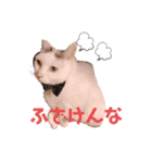 うちのワンニャンパラダイス♪（個別スタンプ：2）