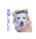 白い雑種犬ケープさん（個別スタンプ：1）