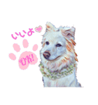 白い雑種犬ケープさん（個別スタンプ：2）