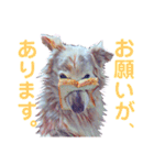 白い雑種犬ケープさん（個別スタンプ：5）