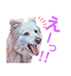 白い雑種犬ケープさん（個別スタンプ：7）