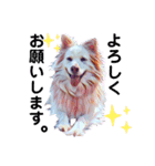 白い雑種犬ケープさん（個別スタンプ：9）