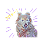 白い雑種犬ケープさん（個別スタンプ：10）