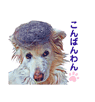 白い雑種犬ケープさん（個別スタンプ：11）