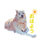 白い雑種犬ケープさん（個別スタンプ：12）