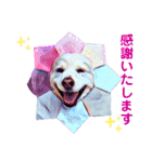 白い雑種犬ケープさん（個別スタンプ：13）