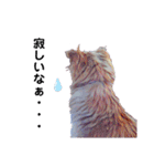 白い雑種犬ケープさん（個別スタンプ：15）