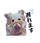 白い雑種犬ケープさん（個別スタンプ：17）