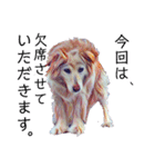 白い雑種犬ケープさん（個別スタンプ：22）