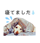 白い雑種犬ケープさん（個別スタンプ：24）