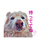 白い雑種犬ケープさん（個別スタンプ：26）
