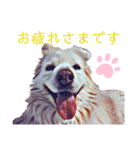 白い雑種犬ケープさん（個別スタンプ：27）