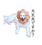 白い雑種犬ケープさん（個別スタンプ：28）