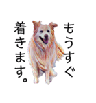 白い雑種犬ケープさん（個別スタンプ：30）