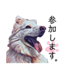 白い雑種犬ケープさん（個別スタンプ：31）