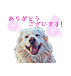 白い雑種犬ケープさん（個別スタンプ：33）
