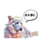 白い雑種犬ケープさん（個別スタンプ：34）