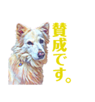 白い雑種犬ケープさん（個別スタンプ：37）