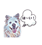 白い雑種犬ケープさん（個別スタンプ：38）