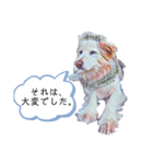 白い雑種犬ケープさん（個別スタンプ：39）