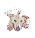 白い雑種犬ケープさん（個別スタンプ：40）