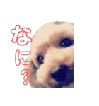 すーさん家のわんこたち②（個別スタンプ：5）