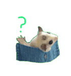 二枚貝（個別スタンプ：6）