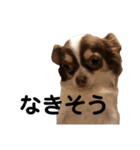 チワワのまろの気持ち（個別スタンプ：11）