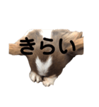 チワワのまろの気持ち（個別スタンプ：13）