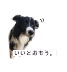 ボーダーコリー くぅた（個別スタンプ：9）