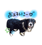 ボーダーコリー くぅた（個別スタンプ：11）