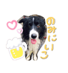 ボーダーコリー くぅた（個別スタンプ：18）