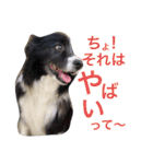 ボーダーコリー くぅた（個別スタンプ：19）