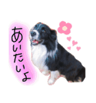 ボーダーコリー くぅた（個別スタンプ：21）