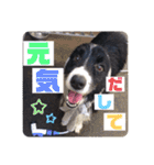 ボーダーコリー くぅた（個別スタンプ：23）