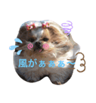 のんひめるり3ワンs"色々編（個別スタンプ：4）