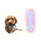 LIBRA①（個別スタンプ：11）