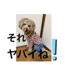 うちのウィルでございます‼️（個別スタンプ：4）