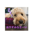 うちのウィルでございます‼️（個別スタンプ：5）