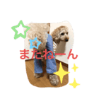 うちのウィルでございます‼️（個別スタンプ：6）