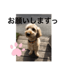 うちのウィルでございます‼️（個別スタンプ：7）