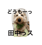 うちのウィルでございます‼️（個別スタンプ：8）