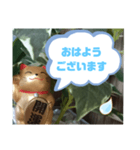 幸せな招き猫 （見やすくなった ）（個別スタンプ：1）