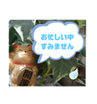 幸せな招き猫 （見やすくなった ）（個別スタンプ：5）